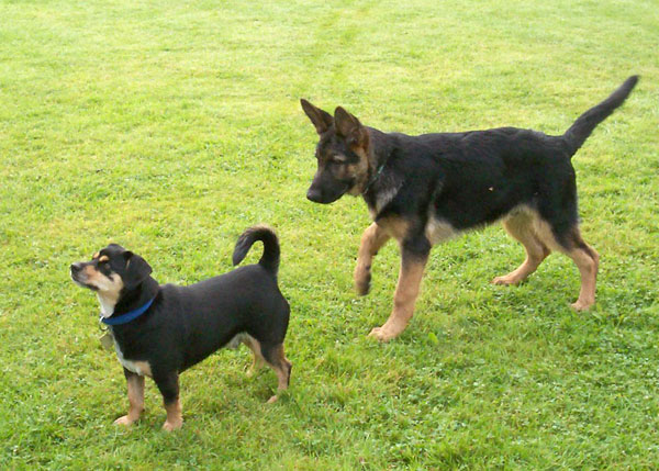 gsd sneaking up behind small dog