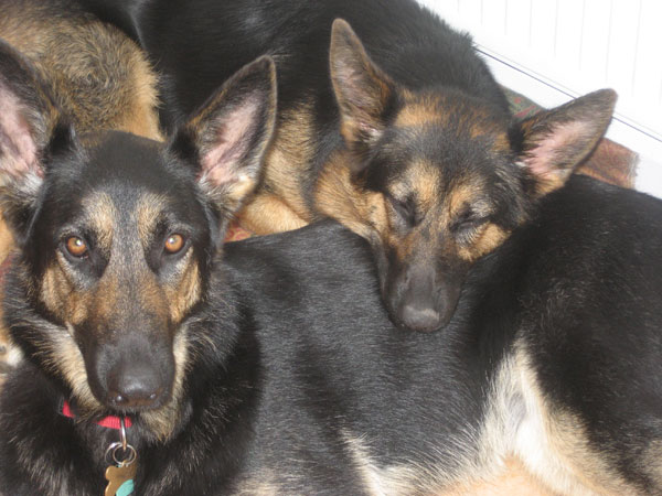 two gsd's lying together