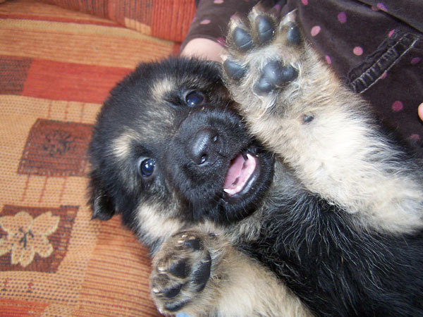 gsd puppy on his back