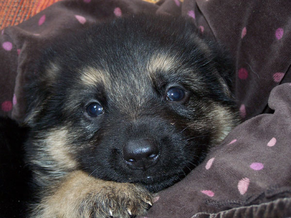 puppy being cuddled