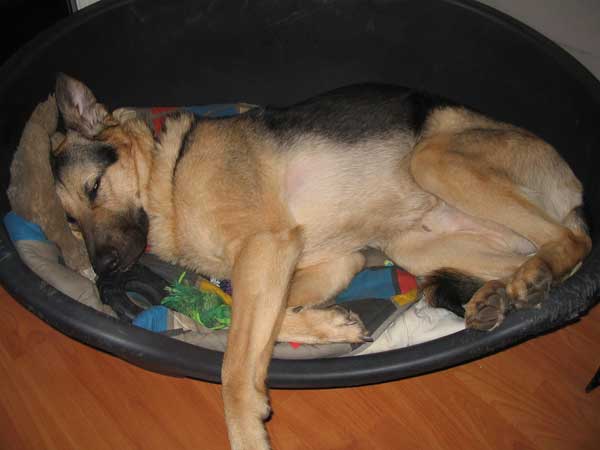 www.germanshepherddogrescue.com