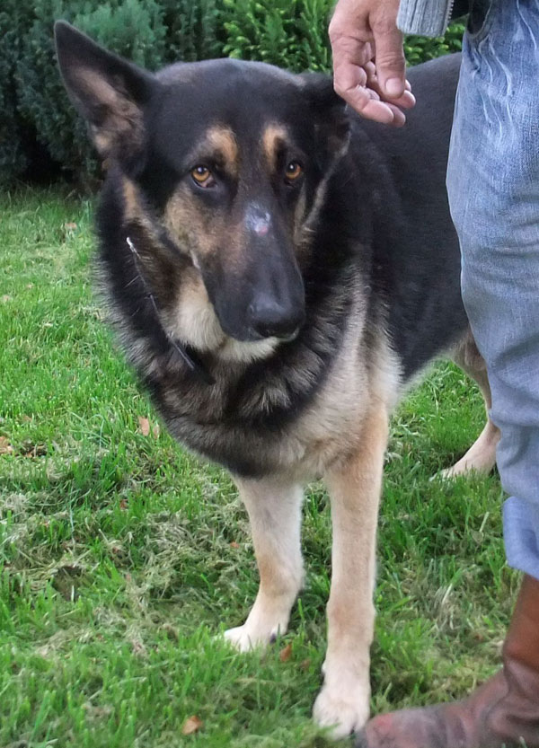 gsd with a spot on his nose