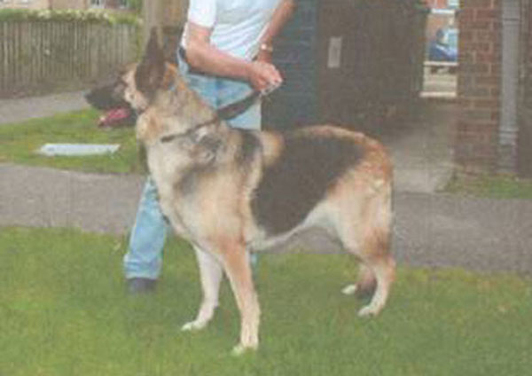 stella gsd