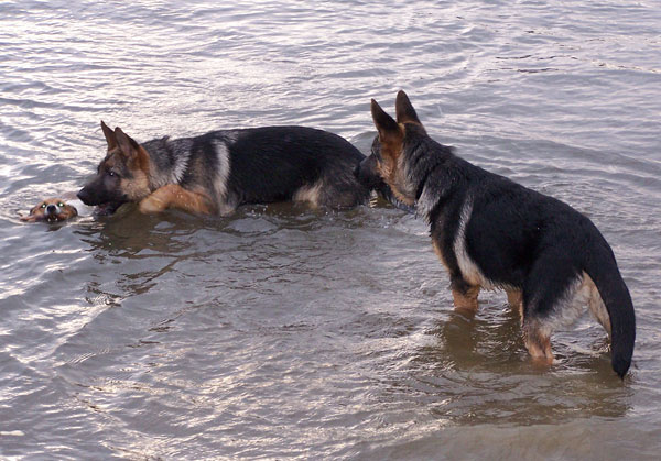 puppies swimming with a jackl russell