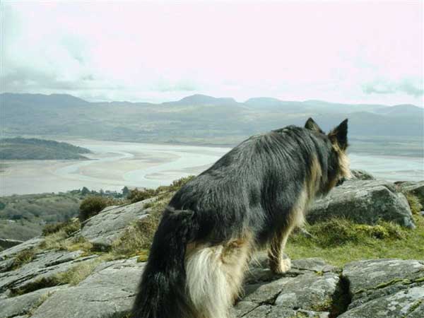 tara the GSD in north wales