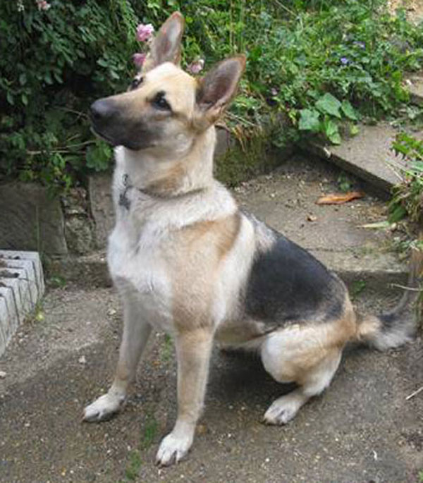 tasha gsd