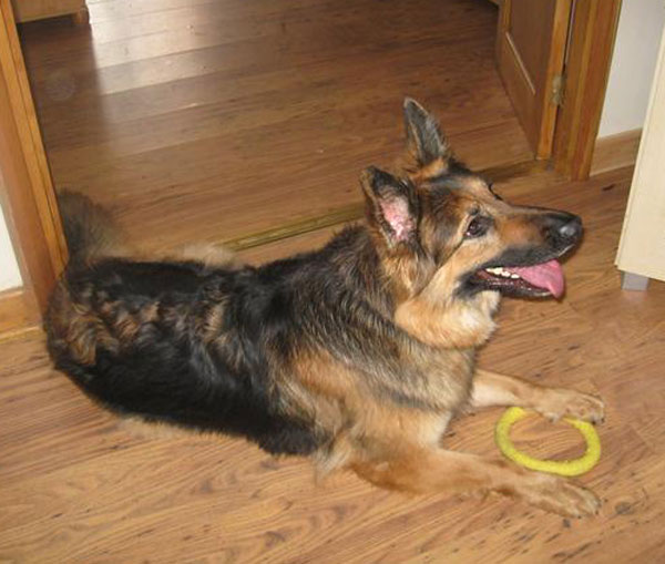 tasha gsd