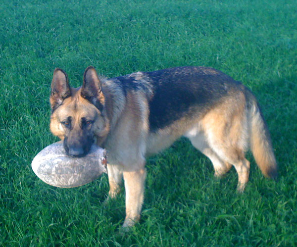 ted the gsd with his rugby ball