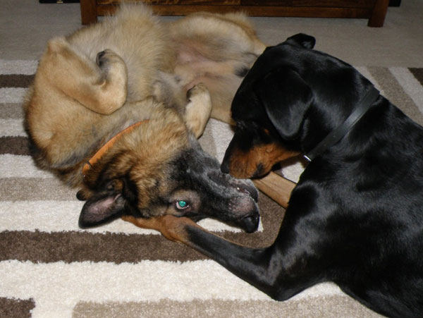 gsd and doberman palying together
