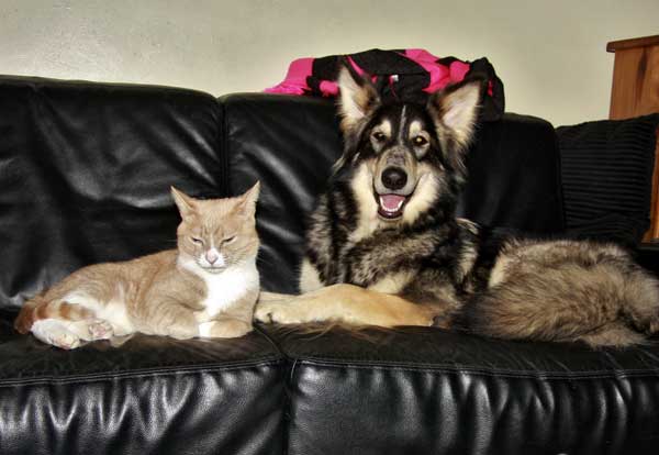 gsd and cat lying on the sofa