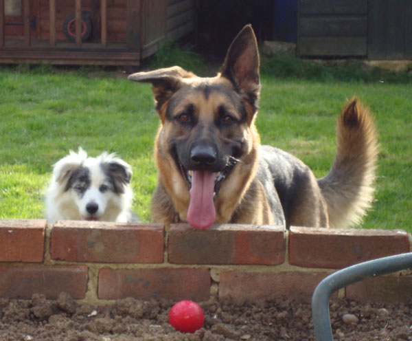 gsd with his little dog friend