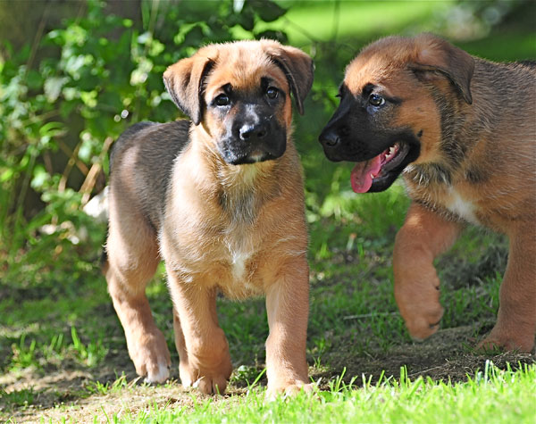 gsd puppies
