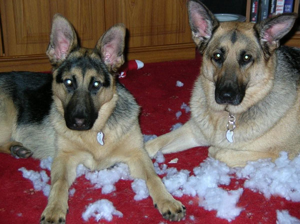 2 gsd's having ripped up a  cuddly toy