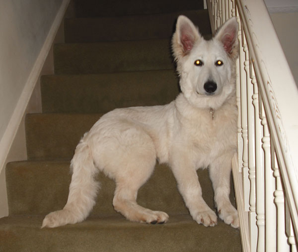 white gsd sitting on the stairs