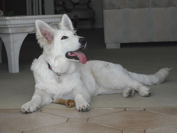 white german shepherd puppy chewing a hide stick
