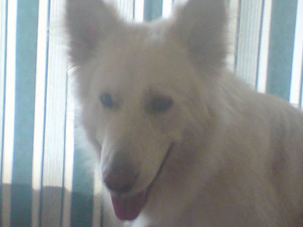 He is a white long haired Long Haired German Shepherd White. He is a white long haired