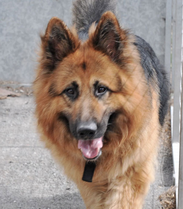 willow lasrge long coated GSD