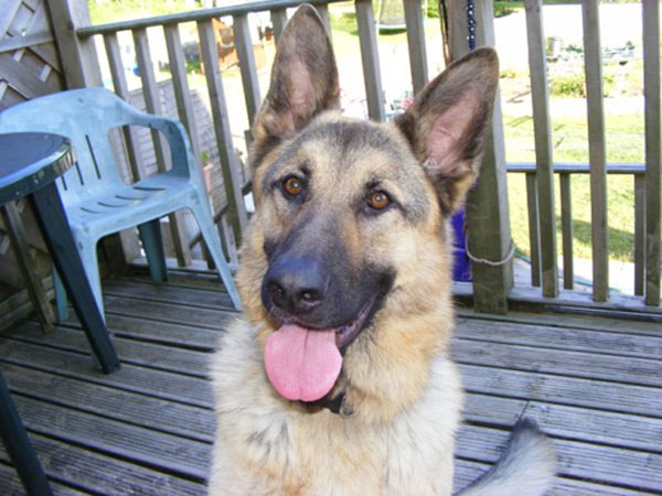 zac 3 year old gsd