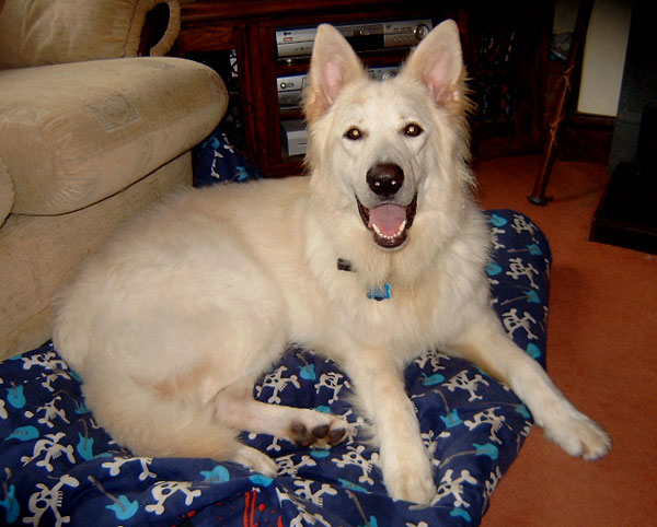 Long Haired German Shepherd White. Zola is a large long haired