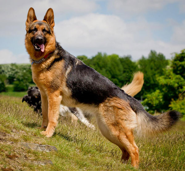 UK German Shepherd Dog Rescue Rehome GSDS